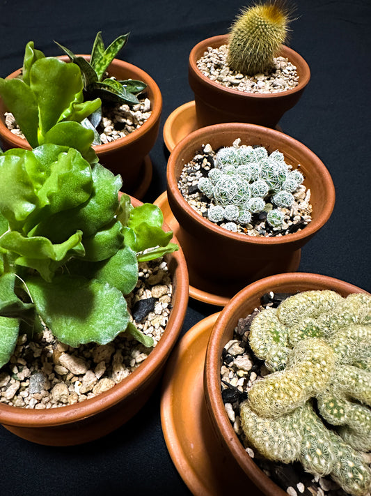 Best Potting Mix For All Your Succulent and Cacti