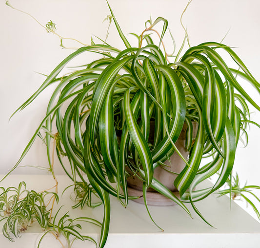 Chlorophytum comosum "Bonnie" | Spider Plant