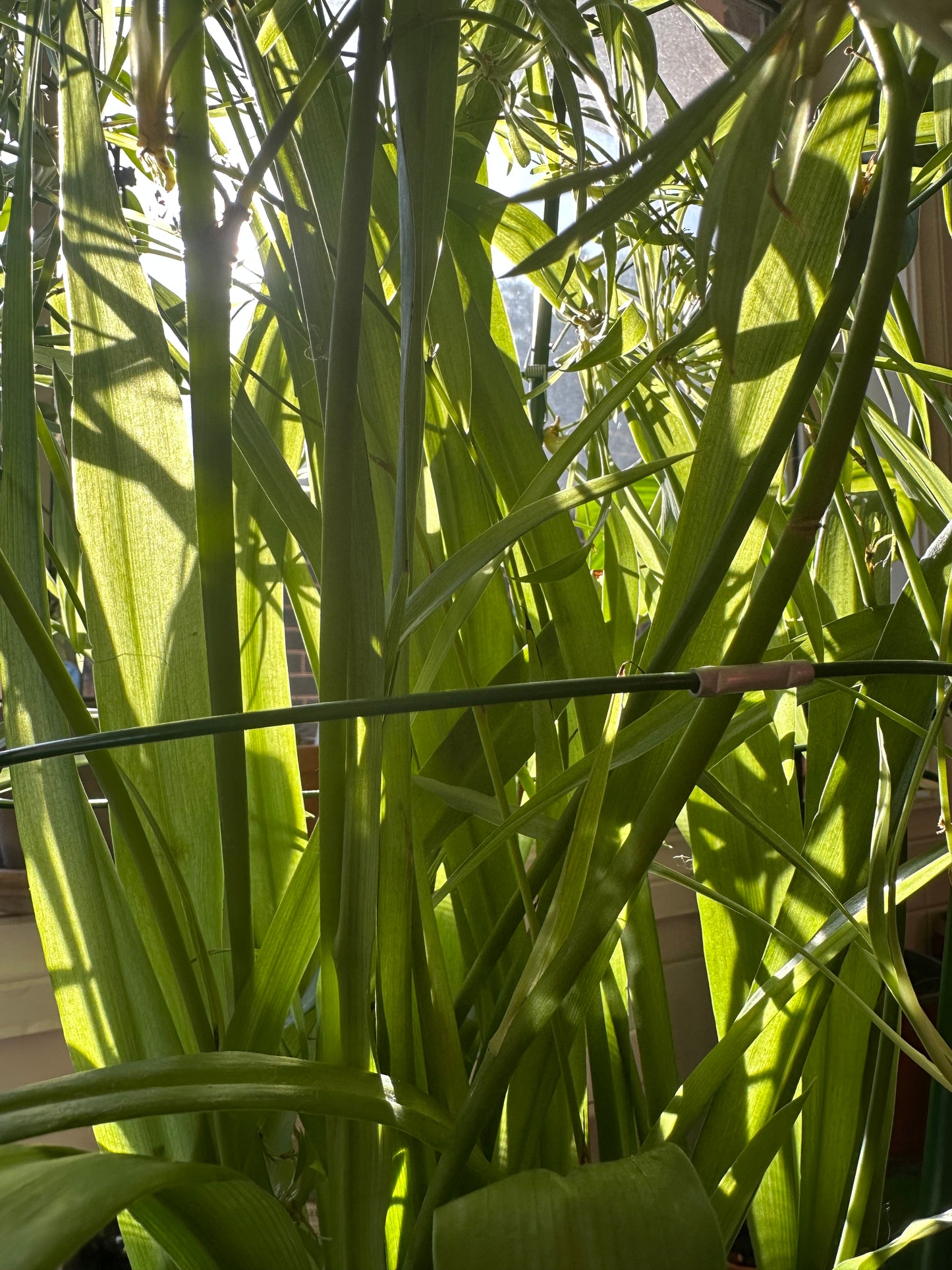 Chlorophytum comosum | Spider Plant