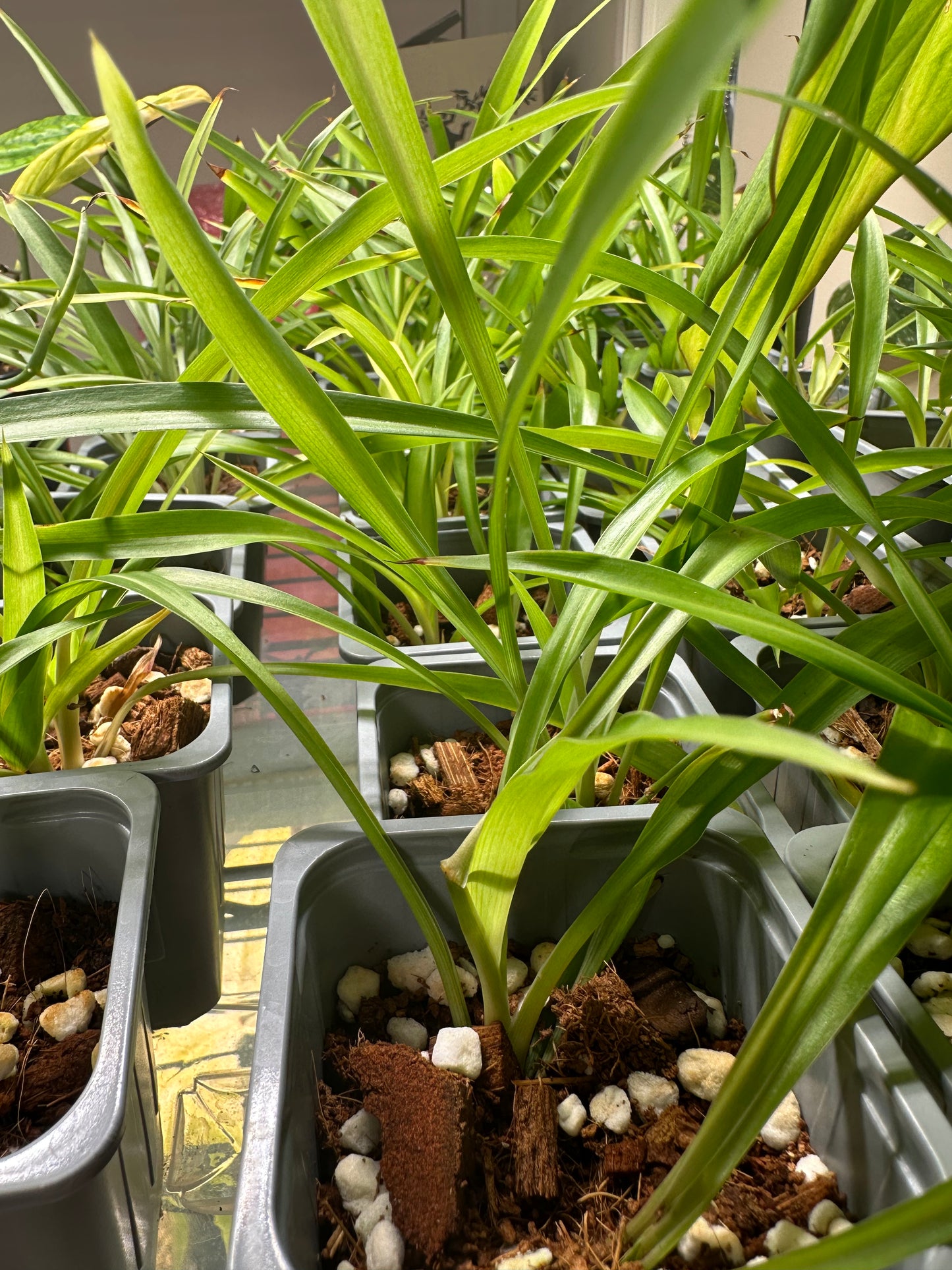 Chlorophytum comosum | Spider Plant