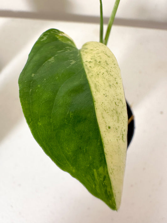 Monstera Adansonii Laniata Variegata