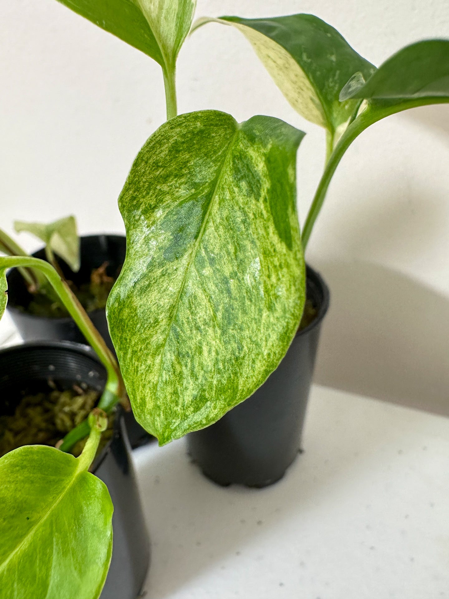 Monstera Adansonii Laniata Variegata