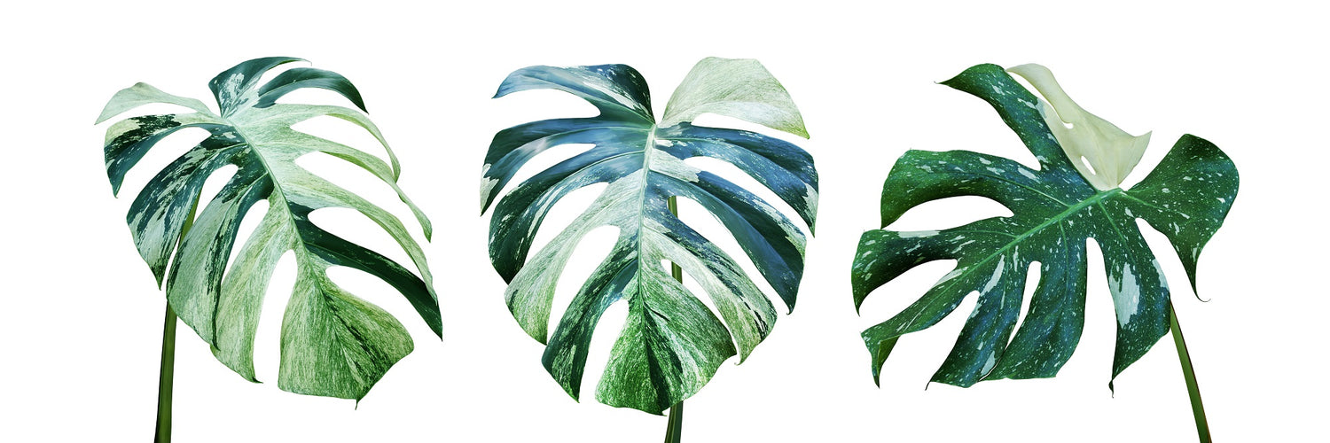 variegated monstera background banner