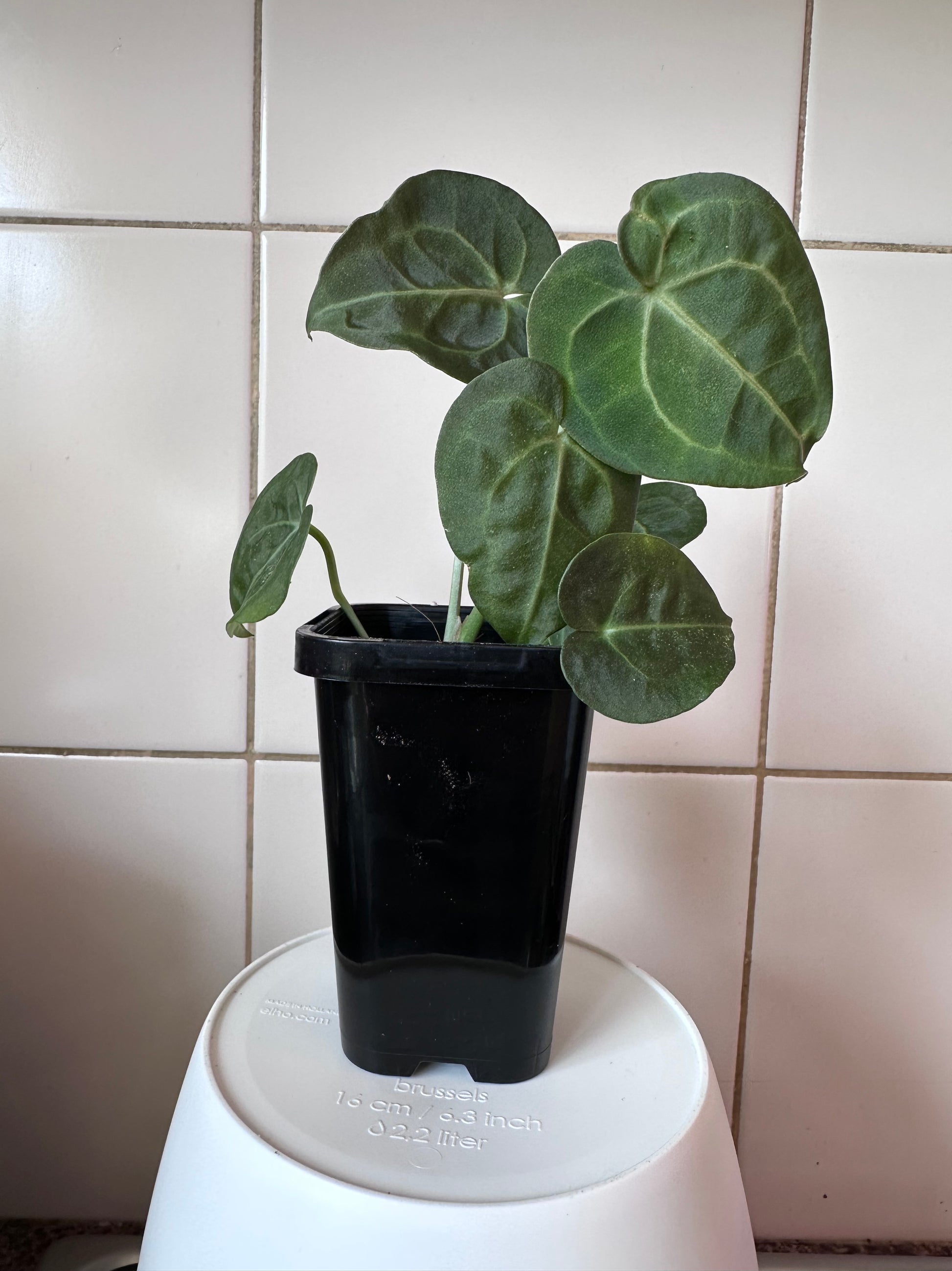 anthurium clarinervium roots Anthurium Clarinervium – Rare Roots Of Joy