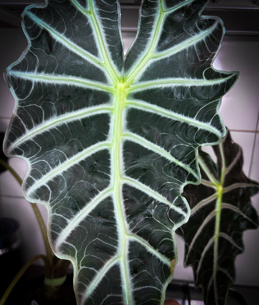 Alocasia Polly