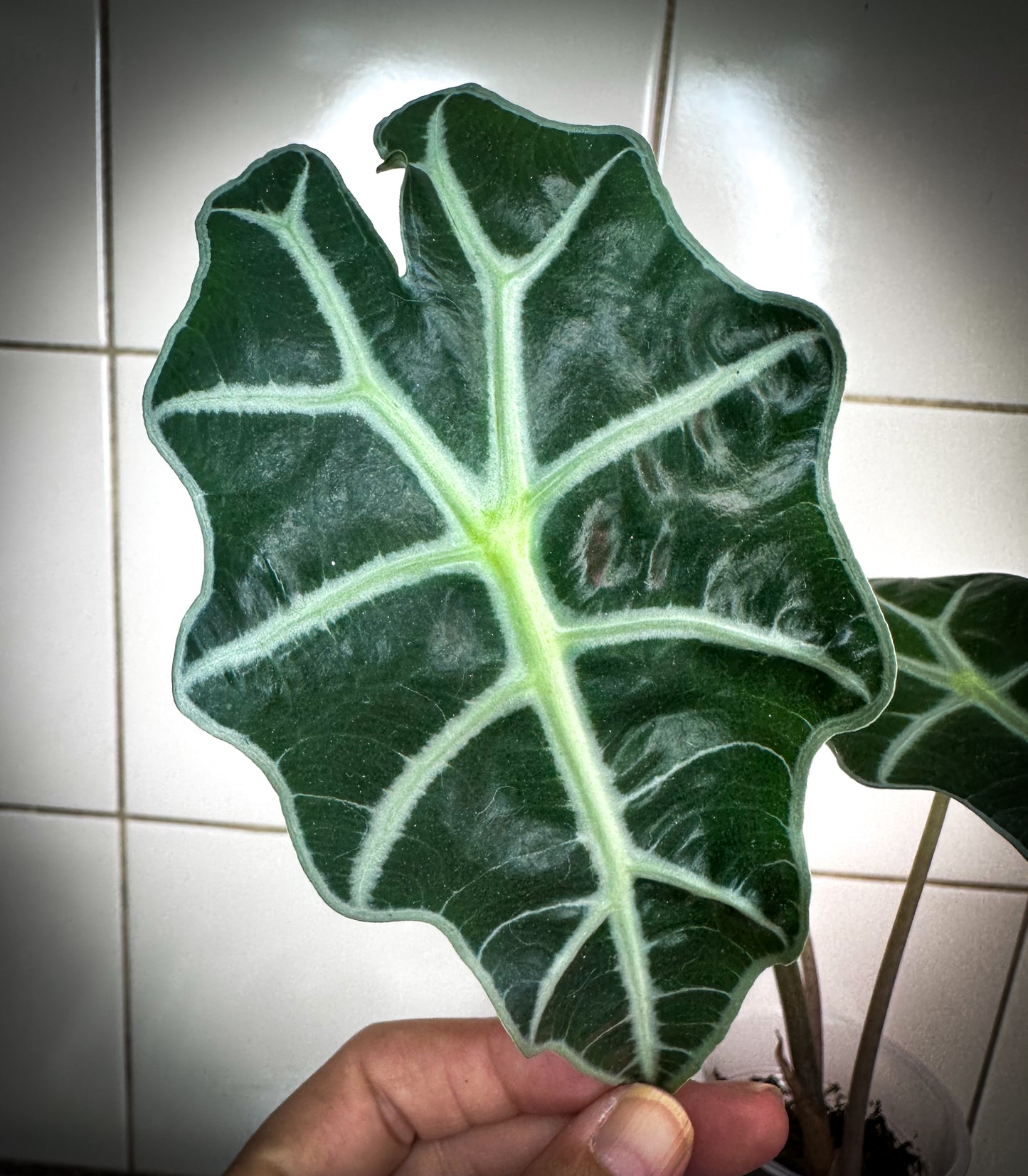 Alocasia Polly