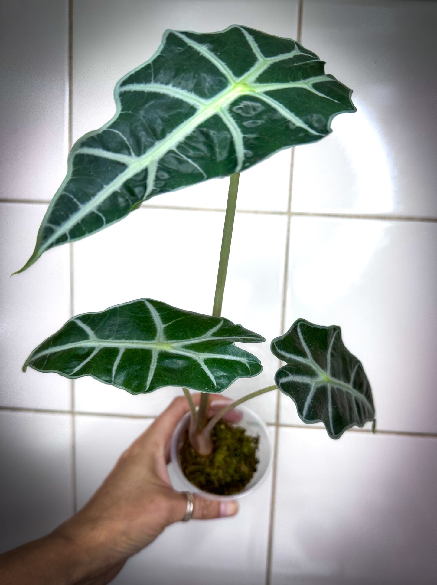 Alocasia Polly